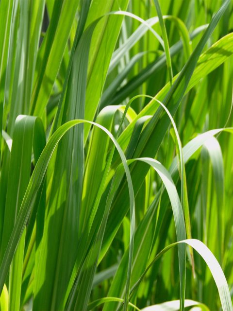 Grass Macro High Resolution-480x640