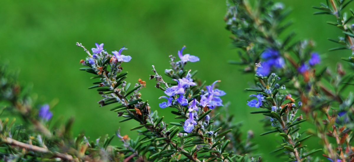 Rosemary-stalks-with-flowers-1200x550