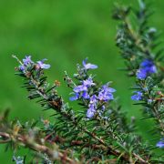 Rosemary-stalks-with-flowers-180x180
