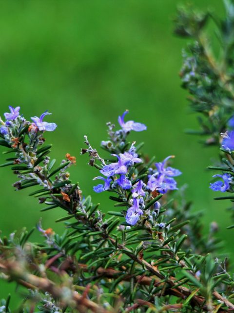 Rosemary-stalks-with-flowers-480x640