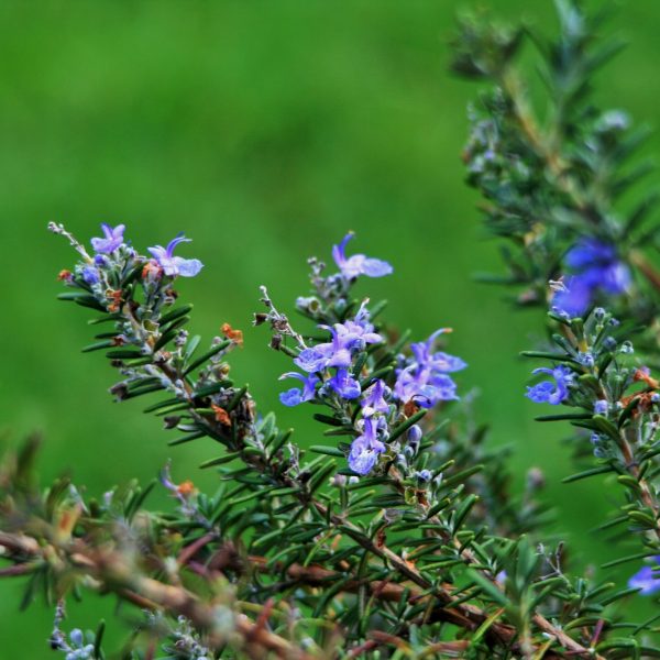 Rosemary-stalks-with-flowers-600x600
