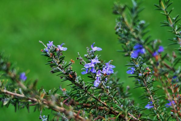 Rosemary-stalks-with-flowers-595x397