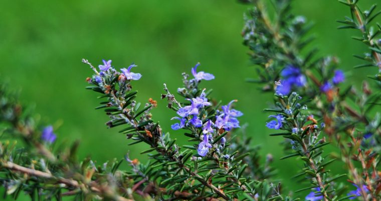 Rosemary-stalks-with-flowers-760x400