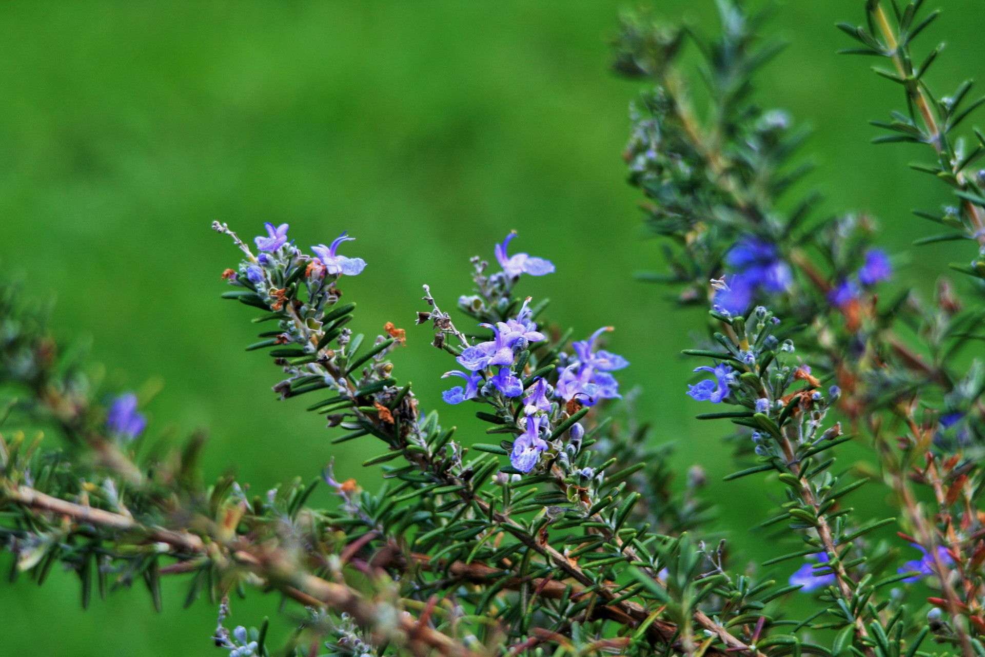Rosemary-stalks-with-flowers