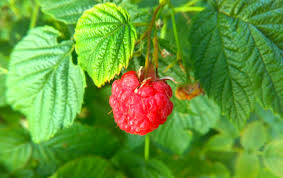 Raspberry