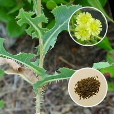 Wild Lettuce (Opium lettuce)